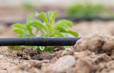 茶葉地水肥一體化