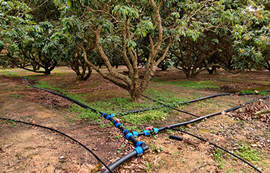 水肥一體化設備與滴灌