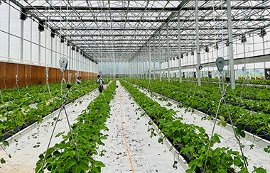 大棚智慧農業(yè)遠程控制系統(tǒng)